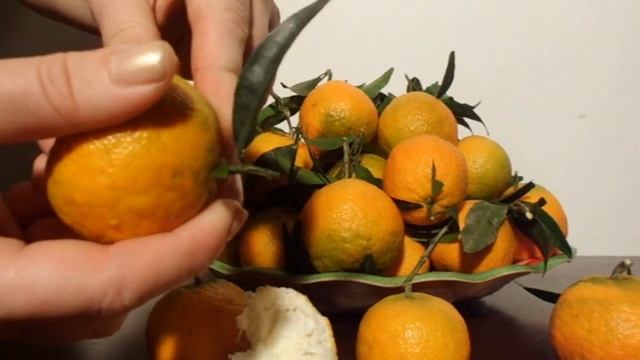 Clementine Spinoso