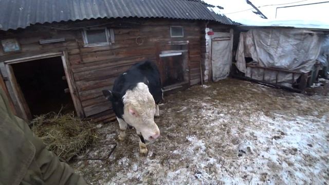 УСМИРЯЮ БУЙНОГО БЫКА/// ОТКОРМ БЫКОВ В ЗИМНИЙ ПЕРИОД смотреть онлайн