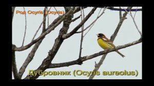 Птичка овсянка все виды Алтайского края с песней #пуночка #желчная #камышовая  #птички #голоса