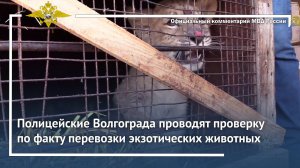 Ирина Волк: Полицейские Волгограда проводят проверку по факту перевозки экзотических животных