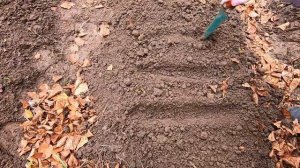 ПРАВИЛЬНЫЙ ПОСЕВ СЕМЯН ЦВЕТОВ и ОВОЩЕЙ под ЗИМУ/ Посадка осенью под зиму.