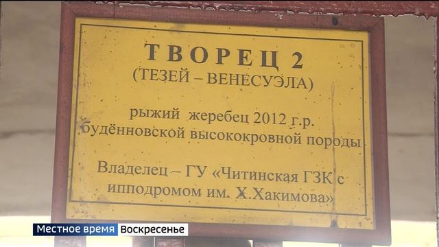 Рысистые и верховые, рыжие и гнедые: в честь Дня города в Чите прошли испытания племенных лошадей смотреть онлайн