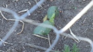 Ну очень дикий огурец