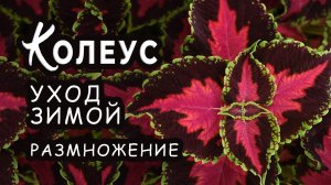 КОЛЕУСЫ Особенности ухода за колеусом зимой. Полив подкормки и нюансы размножение