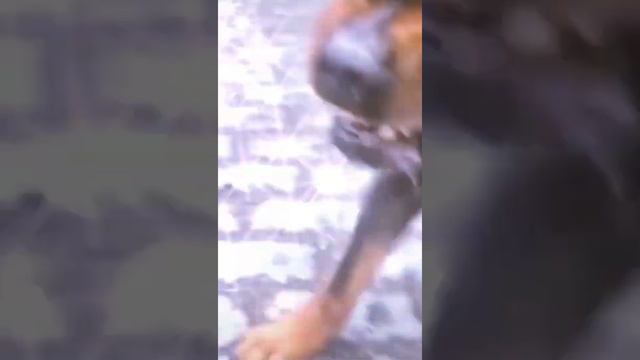 роv: ротвейлер считал себя самым крутым.Но доберман и немецкая овчарка доказали что они смотреть онлайн