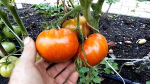 Томат Алмазные ноги (Legs Diamond).