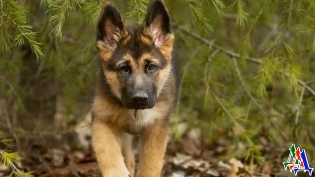 СЕРЫЙ 1 «Что там такое» – под кустом лежал ВОЛЧОНОК Он еле дышал и почти умирал смотреть онлайн