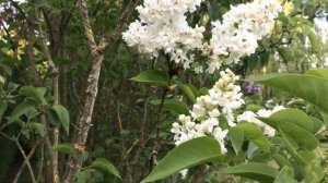 Lilas commun double 'Syringa vulgaris Mme Lemoine' Une pureté parfumée.