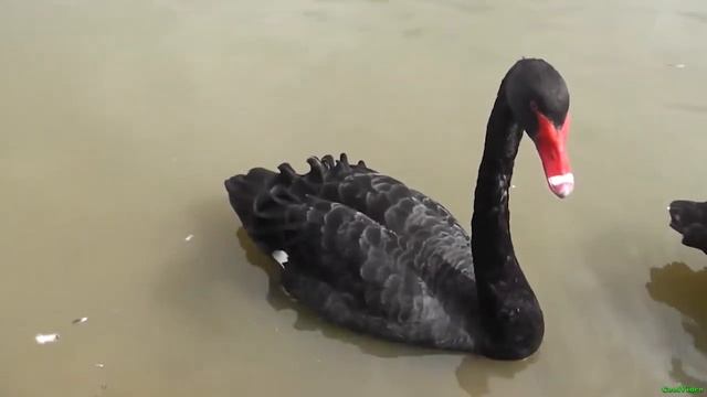 Черный лебедь птица (black swan)