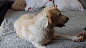 Лабрадор: про корм, туалет и воспитание