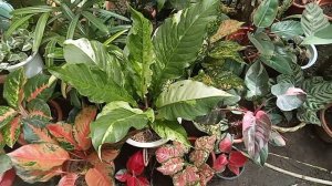 MOST BEAUTIFUL ANTHURIUM FOLIAGE ( @anns4u116 )