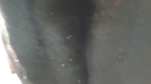 Быка загрызли пчёлы