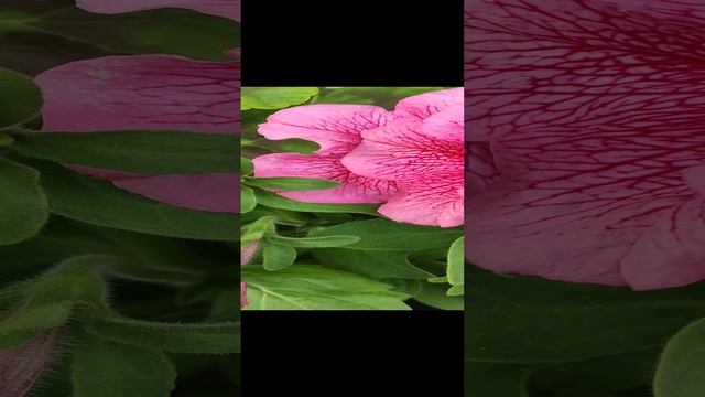 Петуния хорошее настроение