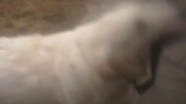 красивая собака Имя Артур смотреть онлайн