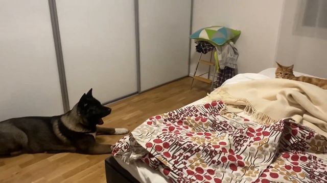 Собака и котёнок, Акита и Мейн Кун, дружба налаживается, продолжение. Вместе 3 недели смотреть онлайн