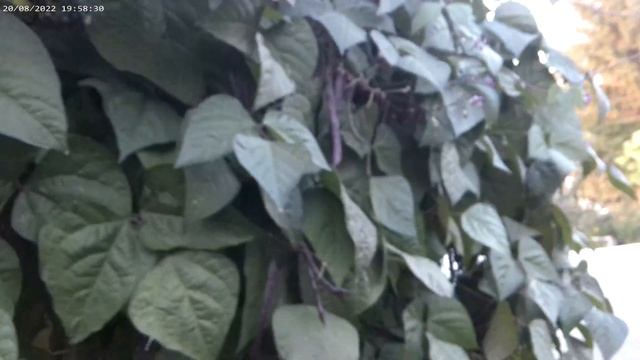 Фасоль спаржевая сорт " Матильда" смотреть онлайн