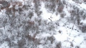 кабаны в камышах с квадрокоптера
