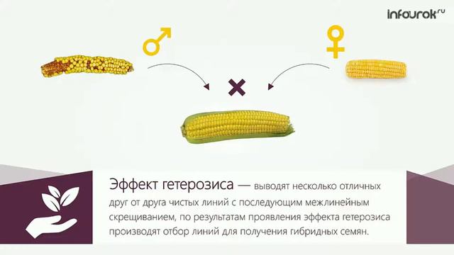 селекция растений