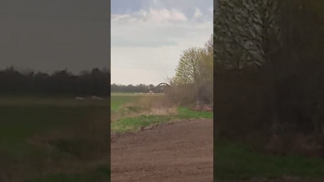 Аист летит! смотреть онлайн