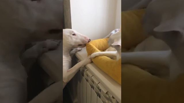 #котопес #бультерьер #кот #котипес #минибультерьер #мирибуль #catanddog #bullterrier #minibull...