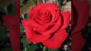 Автоматизация звука [Р] в начале слова