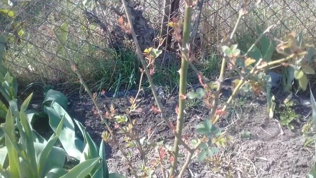 Обзор плетистых роз- сорта с названием и описанием ,которые стоит купить???; Весеннее цветение смотреть онлайн