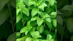 Stevia rebaudiana Plant