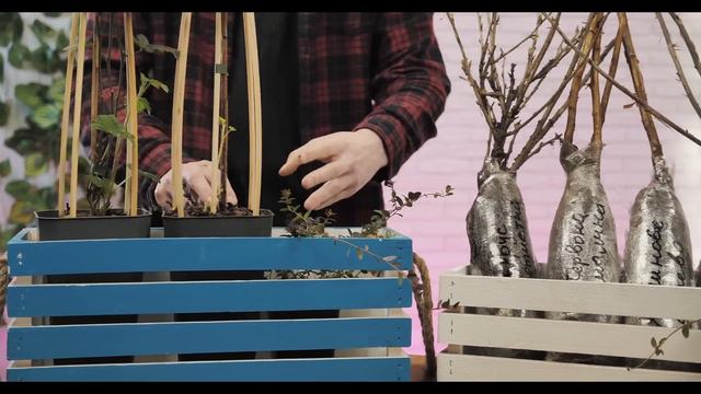 САДЖАНЦІ ЯГІДНИХ | Смачні ягоди кожного сезону | Agro-Market.ua