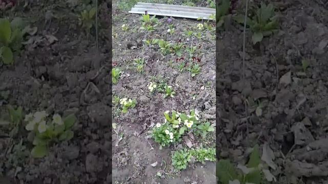 Примула у всій красі! 🌸🌼🎋