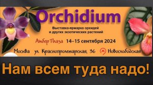 Разыгрываем билеты на Орхидиум из любой точки России!