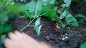 Как ухаживать за малиной и ежевикой что бы большой урожай.