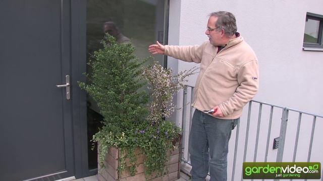 Ilex crenata and prunus incisa Kojou no mai in a big pot смотреть онлайн