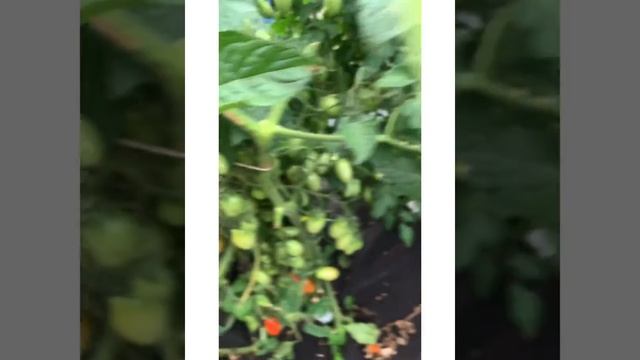 Томат Финик красный смотреть онлайн