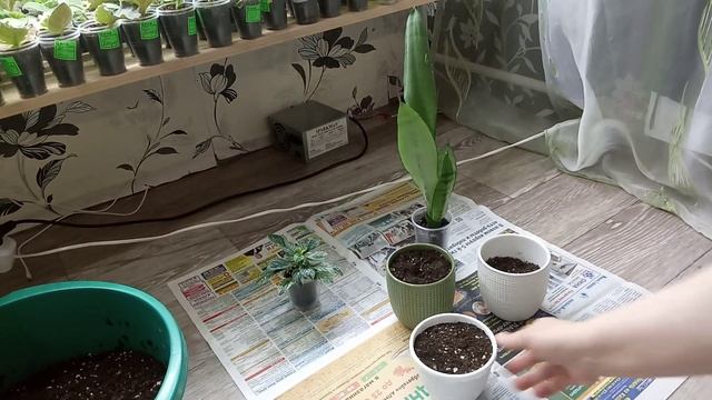 Комнатные Растения. Новые Горшочки. Небольшая Пересадка.
