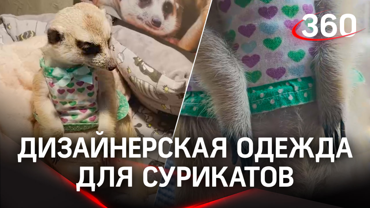 Самые модные сурикаты живут в Щёлкове. Они носят дизайнерскую одежду, которую присылает модельер