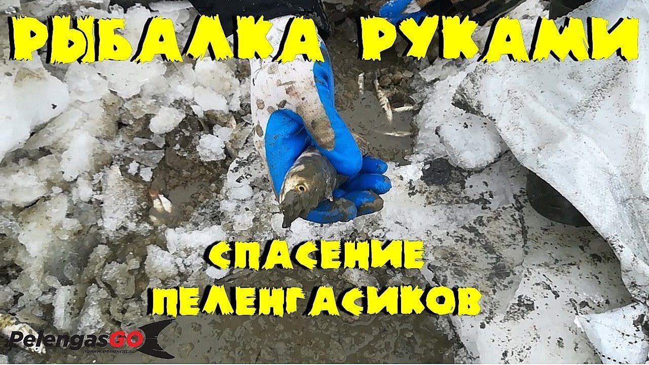 Рыбалка руками. Спасение пеленгасиков. PelengasGO.
