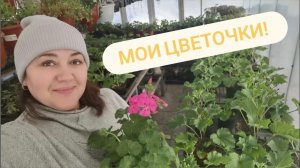 Обзор моей цветочной теплицы | Тюльпаны в погребе | Январь 2023