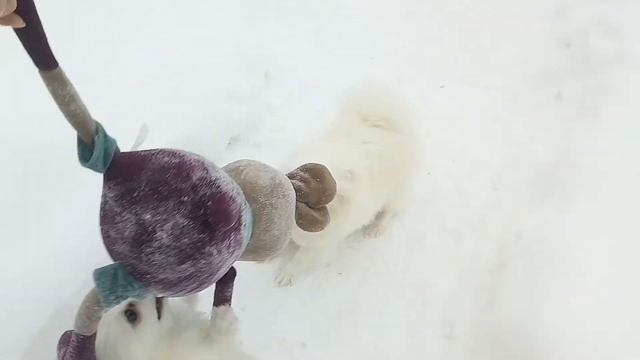 Жадины шпицы не отдают игрушку питомник Линус Юлиус