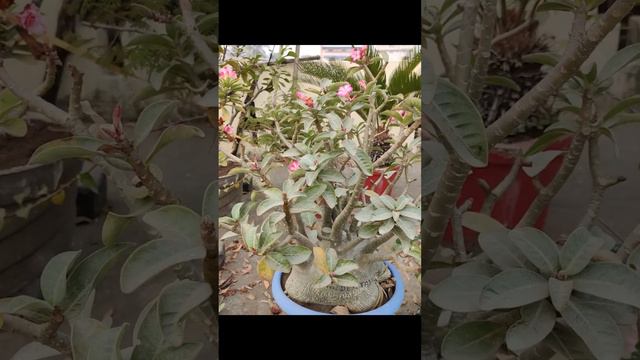 Adenium arabicum's 3-years Life  Journey✈️(Update-1)