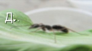 Temnothorax unifasciatus - крошечные обитатели муравьиного мира \\ Димон и пумба