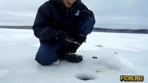 Подлещик на медузу. Часть 1.