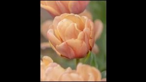 Самые красивые тюльпаны. ТОП 20. 2020/2021