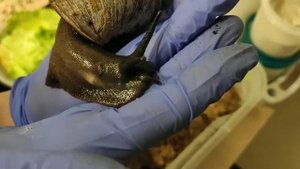 Моя коллекция улиточек. Ахатины и архахатины.