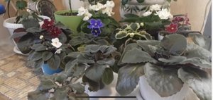 Весна - Пора пересаживать Фиалки! 5 способов!