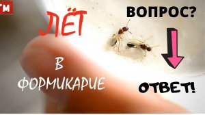 Вы спрашивали я отвечаю. Муравьи Tetramorium bicarinatum. Отводок.