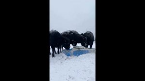 Поилка групповая  для КРС 4-х шаровая с подогревом