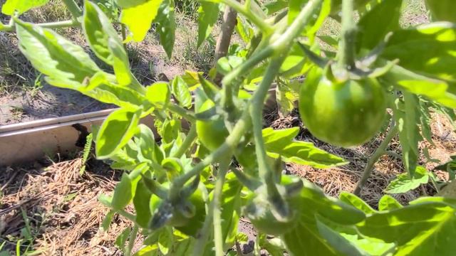 Наша Дача в Германии. Вывоз веток,но не всех. Большие планы, а времени нет. смотреть онлайн