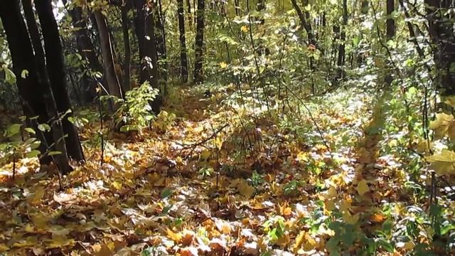 Осенний Ботанический сад. Чебоксары. 9 октября 2018 смотреть онлайн