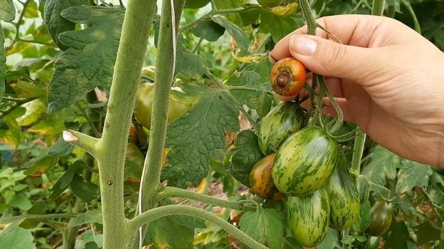 Томат Супер Экзотик. Очень красивые и вкусные помидорки! смотреть онлайн