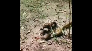 ленивец ползет по земле жизнь диких животных видео о ленивце